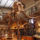 Imagen para el artículo titulado Más cerca de recrear al mamut: insertan su ADN en células de elefante